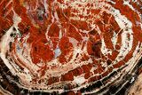 Red & Black Petrified Wood (Araucarioxylon) Round - Arizona #180236-1